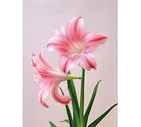 Tapis De Crochet À Point Noué Fleurs Roseskit De Broderie À Nouer Soi-Même Fait À La Main，Kits De Tapisserie Diy Pour Coussins Adultes，Grand Tapis À Crochet De Loquet，Motif Pré-Imprimé, 35x46in