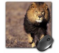 Tapis de souris 3dRose LLC 8 x 8 x 0,25 cm, Lion d'Afrique m le Stuart Westmorland (mp_84673_1)