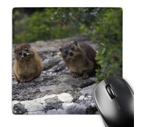 Tapis De Souris Afrique du Sud, Cap De Bonne-Espérance. Faune du Daman des Rochers Lavable Tapis De Souris Gaming Durables Accessoire Bureau pour Pc Gaming Gamer 25X30Cm