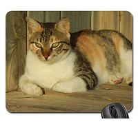 Tapis De Souris, Chat Calico Félin Fourrure Mammifère Tricolore Yeux Furry Mousepad Antidérapante Gamer Mouse Pad Bords Cousus Souris De Gaming pour Ordinateur Jeux Souris 25X30Cm