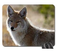 Tapis De Souris De Jeu, Coyote Wildlife Nature Park Prédateur Canin Sauvage Gaming Mousepad Antidérapante Tapis De Souris Résistant À Usure Souris De Gaming pour Pc Souris 25X30Cm