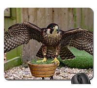 Tapis De Souris, Faucon Pèlerin Oiseau Prédateur Raptor Proie Mouse Pad Antidérapante Gaming Mousepad Confort Souris De Bureau pour Pc Professionnels Ordinateur 25X30Cm