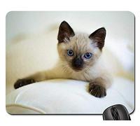 Tapis De Souris Gamer, Chat Mignon Chaton Mammifères Petit Siamois Thaïlandais Mouse Pad Antidérapante Tapis De Souris Résistant À Usure Tapis De Gaming pour Ordinateur Jeux 25X30Cm