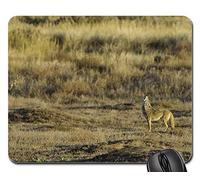 Tapis De Souris Gamer, Coyote Hurlant Faune Canidé Prédateur Mammifère Fourrure Tapis De Souris Antidérapante Tapis Souris Moderne Souris De Bureau pour Professionnels Ordinateur Jeux 25X30Cm