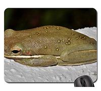 Tapis De Souris Gamer, Grenouille Grenouille Arboricole Grenouille Verte Américaine Croak Mouse Pad Antidérapante Tapis De Souris De Jeu Doux Tapis De Bureau pour Souris Jeux Pc 25X30Cm