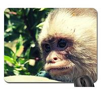 Tapis De Souris Gamer, Mono Primate Mammifères Macaco Animal Élevage Singe Gaming Mousepad Antidérapante Gamer Mouse Pad Résistant À Usure Souris De Bureau Pour Souris Pc Jeux 25X30Cm