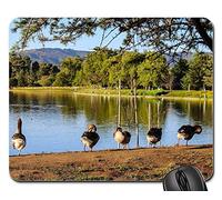 Tapis De Souris Gamer, Paysage Aquatique du Lac Balboa avec Les Oies Domestiques Gaming Mousepad Antidérapante Tapis De Souris D'Ordinateur Durable Tapis De Gaming pour Jeux Souris 25X30Cm