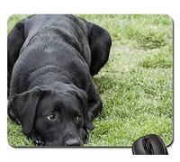 Tapis De Souris, Labrador Retriever Chiot Chien Lab Noir Canine Tapis Souris Antidérapante Mousepad Confort sous Main Bureau pour Pc Souris Jeux 25X30Cm