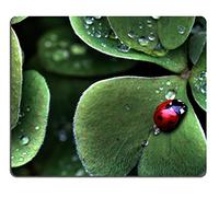 Tapis de souris motif coccinelle trèfle assis vert à trois feuilles, insecte, rosée, fabriqué sur commande, support prêt à l'emploi, 30 x 24,9 cm, tissu respectueux de l'environnement avec néoprène