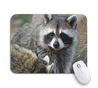 Tapis De Souris Ours Raton Laveur Pays Mignon Masque Malice Nature Coquins Sud Tapis De Souris Antidérapant Doux Bureau Tapis Souris, Pour Maison, Jeux, 25 x 30cm