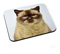 Tapis de souris Portrait magnifique chat siamois persan yeux bleux mignon G