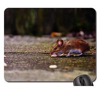 Tapis De Souris, Souris Rongeur Mignon Mammifère Nager Nature Animal Gaming Mousepad Antidérapante Tapis De Souris D'Ordinateur Stable Souris De Gaming pour Pc Ordinateur Souris 25X30Cm