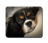 Tapis Souris Cavalier King Charles Spaniel Lavable Tapis De Bureau Moderne Base De Table pour Clavier Pc Ordinateur 10X12In