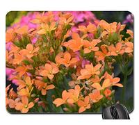 Tapis Souris, Fleurs Fleurs De Kalanchoe Orange Étaient Massif du Jardin Gamer Mouse Pad Antidérapante Tapis De Souris Confort Souris De Gaming pour Jeux Souris Professionnels 25X30Cm
