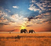 Tapisserie déco poster SAVANE AFRICAINE 3 x 2,70 m | Déco et photo murale XXL Qualité HD Scenolia