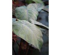 Taro black ripple' taille du pot - en p