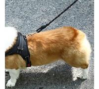 TARSHYRY Harnais Réfléchissant pour Chien avec Laisse pour Petites et Grandes Races, Gilet d'extérieur pour Animaux de Compagnie pour la Marche et l'entraînement (L)