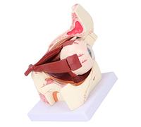 TARSHYRY Modèle Anatomique Oculaire Détachable à Grossissement 3X pour Usage Médical éducatif