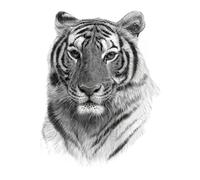 Tatouage temporaire pour hommes, femmes, garçons et filles, motif tigre animal, tatouages en papier, 20 x 15 cm (002)