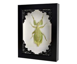 TAXIBUGS Insecte des Feuilles/Phylliidae/Phyllies (PHYLLIUM GIGANTEUM) - Véritable taxidermie sous Verre montée dans Un élégant Cadre en Bois 3D Fait Main