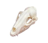 TAXIDERMA Animal OSE, Vraie Copie du crâne Animal, décor de Squelette du crâne Naturel, pour Comprendre la Structure du crâne Animal et la Collection Muskrat Skull(B)