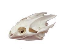 TAXIDERMA Animal OSE, Vraie Copie du crâne Animal, décor de Squelette du crâne Naturel, pour Comprendre la Structure du crâne Animal et la Collection Muskrat Skull(A)