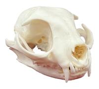 TAXIDERMA Animal OSE, Vraie Copie du crâne Animal, décor de Squelette du crâne Naturel, pour Comprendre la Structure du crâne Animal et la Collection Muskrat Skull(D)
