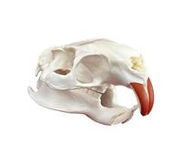 TAXIDERMA Animal OSE, Vraie Copie du crâne Animal, décor de Squelette du crâne Naturel, pour Comprendre la Structure du crâne Animal et la Collection Muskrat Skull(C)