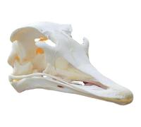 TAXIDERMA Animal OSE, Vraie Copie du crâne Animal, décor de Squelette du crâne Naturel, pour Comprendre la Structure du crâne Animal et la Collection Muskrat Skull(E)