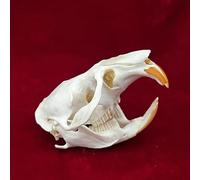 Taxidermie Vrais Animaux Crâne Spécimen pour La Décoration Intérieure, étude des Objets De Collection De L’enseignement des Sciences, Muskrat Skull