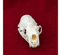 Taxidermie Vrais Animaux Crâne Spécimen pour La Décoration Intérieure, étude des Objets De Collection De L’enseignement des Sciences, Mink Skull