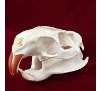 Taxidermie Vrais Animaux Crâne Spécimen pour La Décoration Intérieure, étude des Objets De Collection De L’enseignement des Sciences, Coypu Skull