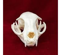 Taxidermie Vrais Animaux Crâne Spécimen pour La Décoration Intérieure, étude des Objets De Collection De L’enseignement des Sciences, Cat Skull