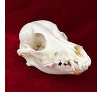 Taxidermie Vrais Animaux Crâne Spécimen pour La Décoration Intérieure, étude des Objets De Collection De L’enseignement des Sciences, Dog Skull