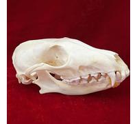 Taxidermie Vrais Animaux Crâne Spécimen pour La Décoration Intérieure, étude des Objets De Collection De L’enseignement des Sciences, Fox Skull