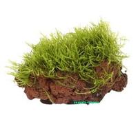 Taxiphyllum barbieri sur Pierre de Lave