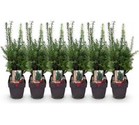 Taxus media Hillii - 6 plantes pour 1 mètre de haie - Pervenche & rustique - If pour haies denses et résistantes à la taille - Ø17cm - Hauteur env. 60cm - Entretien facile