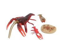 Tbest 4pcs Modèle de Cycle de Vie du Homard PVC Figurines pour l'enseignement de la Biologie Marine et la Décoration Intérieure