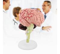 Tbest Modèle D'anatomie du Cerveau, Outil éducatif 3D | Plastique de haute qualité, conception légère, peinture colorée, comprend une base de démonstration blanche