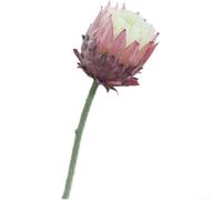 TDCuizent Fleur artificielle nordique à tige unique avec texture floquée douce, fausse protea réaliste pour décoration de mariage, maison, hôtel, arrangement floral en plastique de soie durable (pâte