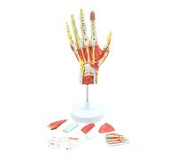 Tdkjfoutr Modèle Anatomique de Squelette de Main avec Muscles, Ligaments, Nerfs et Vaisseaux Sanguins, Outils Pédagogiques pour les Muscles Osseux de la Main