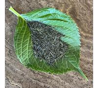 Tea Soul | Thé vert bio Sencha Kaori 50 gr