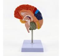 Teaching Aid Modèle d'Hémisphère Cérébral Droit Cerveau Maquette Outil Pédagogique PVC Renforcé avec Repères Colorés des Régions Support Métallique et