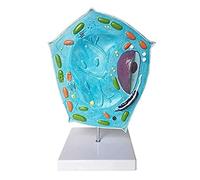 Teaching Model Plant Cell Model Organ Model Plant Cell Anatomical Anatomy Model Biological Structure Teaching Model for Science Classroom Study Display