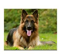 TEARICE Chambre Adulte Complete,5D DIY Diamant Broderie Animal Allemand Berger Chien Personnalisation pour Animaux Diamant Peinture Point De Croix 3D Diamant Mosaïque De Noël 30x40cm