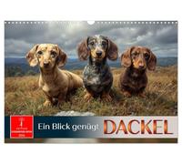 Teckel - un seul regard suffit, Version française (Calendrier mural 2026 DIN A3 portrait), Calendrier CALVENDO mensuel