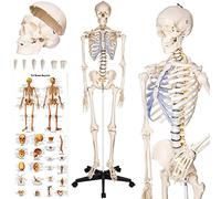 tectake® Modèle de Squelette Humain, Grandeur Nature 181 cm, Support mobile | Bras - Jambes - Tête Articulés & Amovibles, Zones marquées en couleur, Affiches explicatives de l'Anatomie humaine, Housse