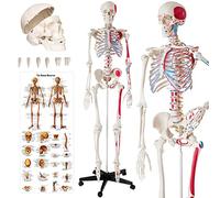 tectake® Squelette anatomique Squelette humain taille grandeur nature avec marquage des Muscles Corps humain anatomie Modèle anatomique du squelette articulé humain Corps humain educatif Clinique