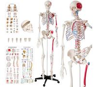 tectake Squelette humain taille grandeur nature Corps humain anatomie Modèle anatomique du squelette articulé humain Corps humain educatif Crane humain