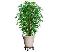 Teenpull Chariots à Plantes avec Roues 2 pcs en polypropylène Noir diamètre 40 cm capacité 275 kg roulettes pivotantes 360° Support pour Pots Fleurs Balcon terrasse Jardin Serre